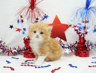 Pebbles Persian