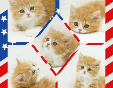 Pebbles Persian