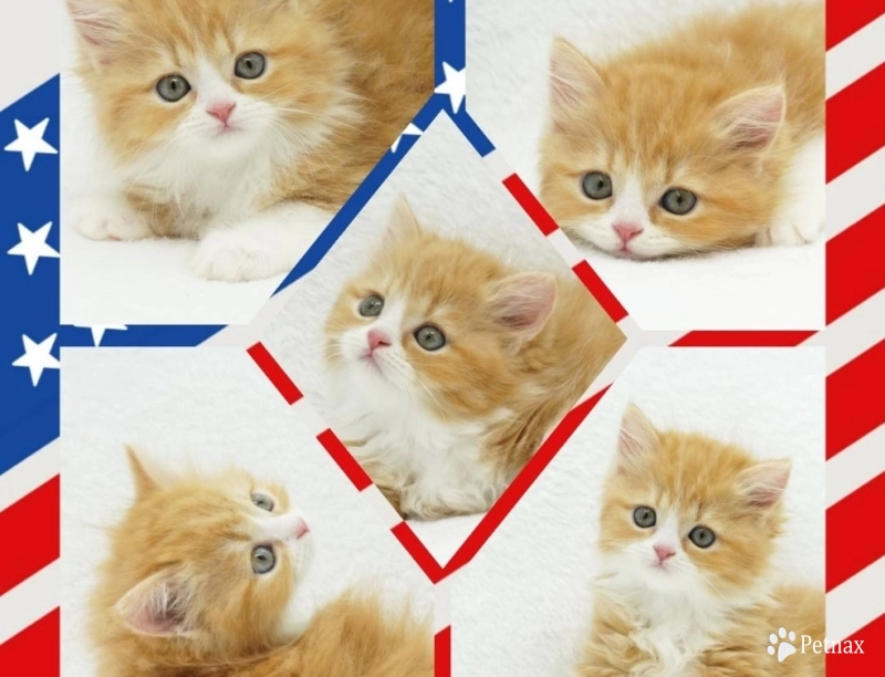 Pebbles Pebbles Persian