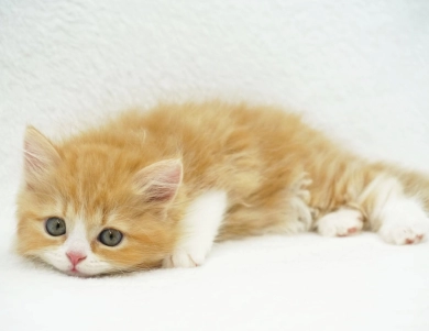 Pebbles Persian