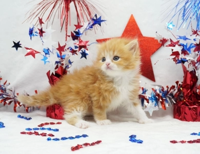 Pebbles Persian