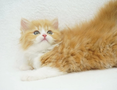 Pebbles Persian