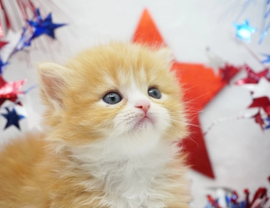 Pebbles Persian