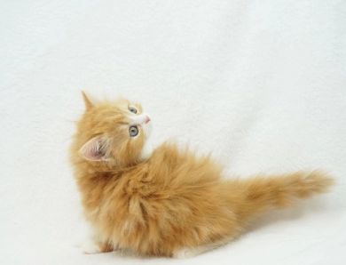 Pebbles Persian