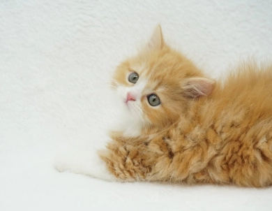 Pebbles Persian