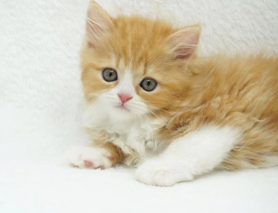 Pebbles Persian