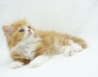 Pebbles Persian