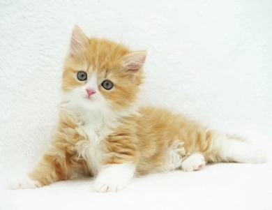 Pebbles Persian