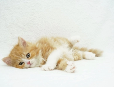 Pebbles Persian