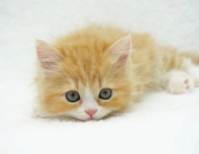 Pebbles Persian