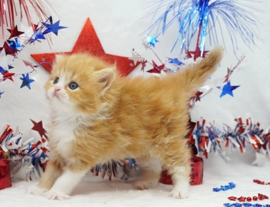 Pebbles Persian