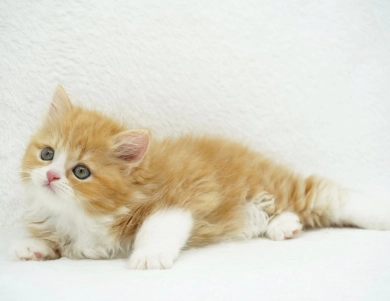 Pebbles Persian