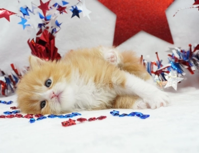 Pebbles Persian