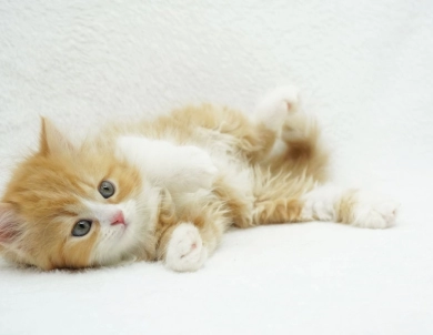 Pebbles Persian