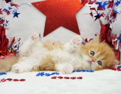 Elvis Persian