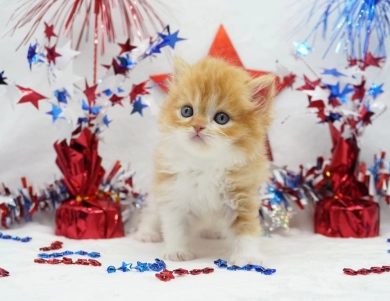 Elvis Persian