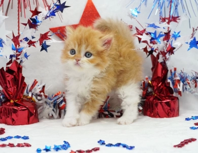 Elvis Persian