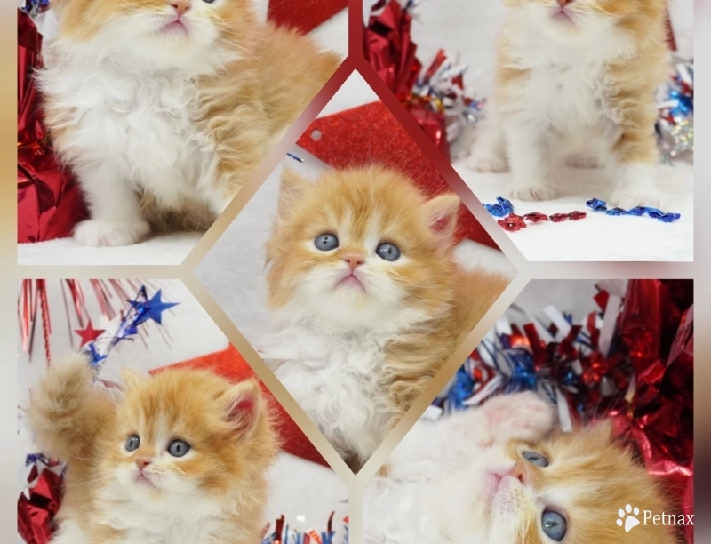 Elvis Persian