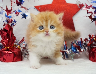 Elvis Persian