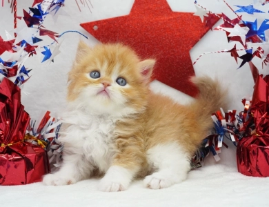 Elvis Persian