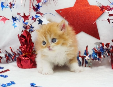 Elvis Persian
