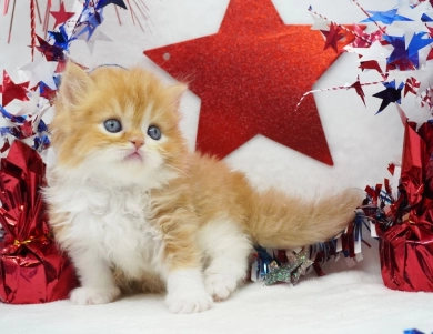 Elvis Persian