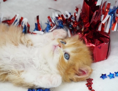 Elvis Persian