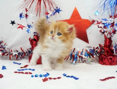 Elvis Persian