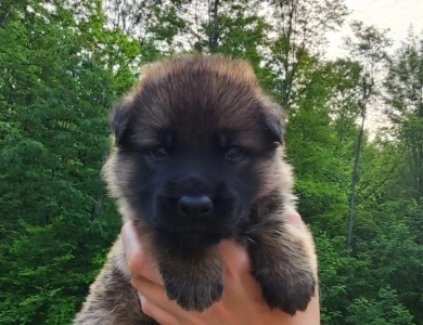 Von Westlynn's Mad Max German Shepherd