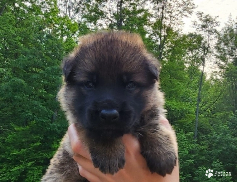 Von Westlynn's Mad Max Von Westlynn's Mad Max German Shepherd