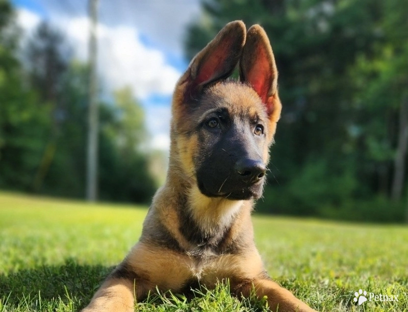 Von Westlynn's Mad Max German Shepherd