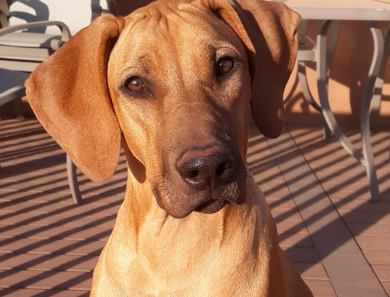AKC health tested Rhodesian Ridgebacks