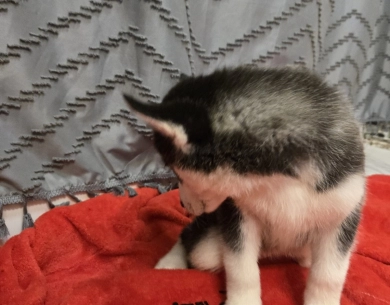 Tbd Siberian Husky
