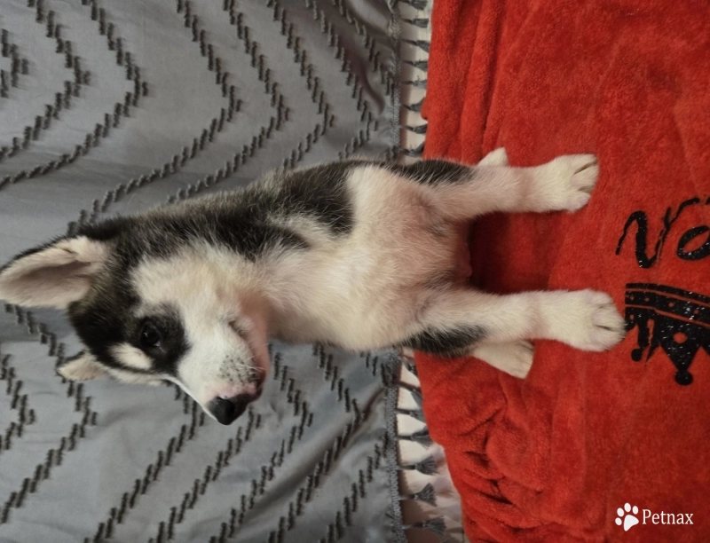 Tbd Tbd Siberian Husky