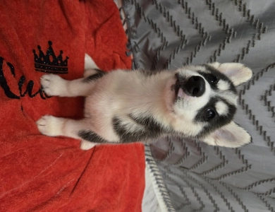 Tbd Siberian Husky