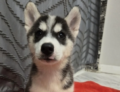 Tbd Siberian Husky