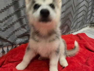 Tbd Siberian Husky