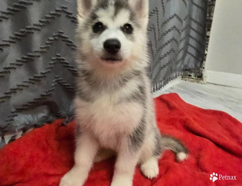 Tbd Tbd Siberian Husky