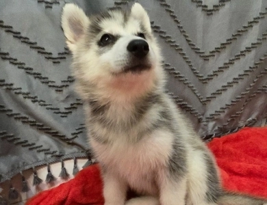 Tbd Siberian Husky