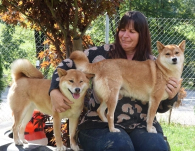 Shiba Inu Haven
