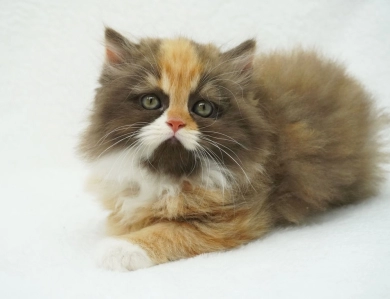 Baylyn Persian