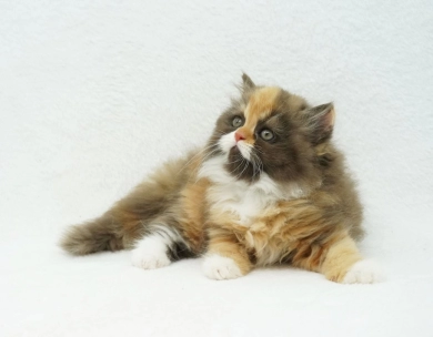 Baylyn Persian