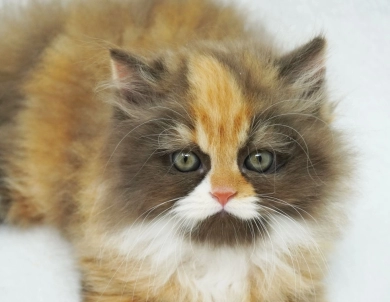 Baylyn Persian