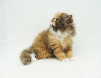 Baylyn Persian