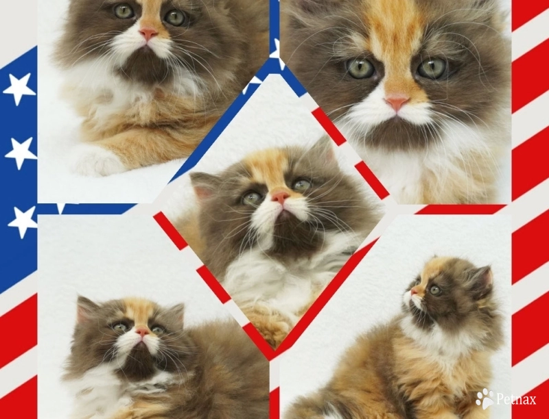 Baylyn Baylyn Persian