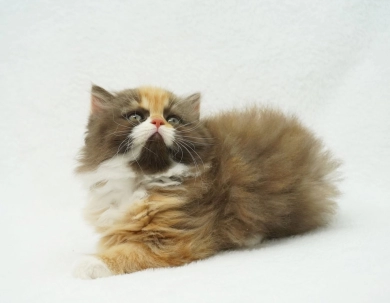 Baylyn Persian