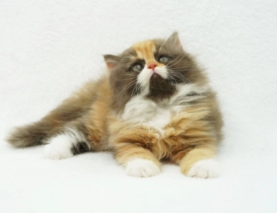 Baylyn Persian