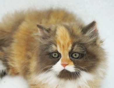 Baylyn Persian