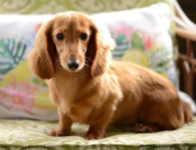 Miniature Dachshund