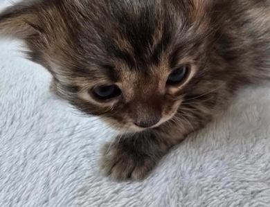 Lorelai Bengal